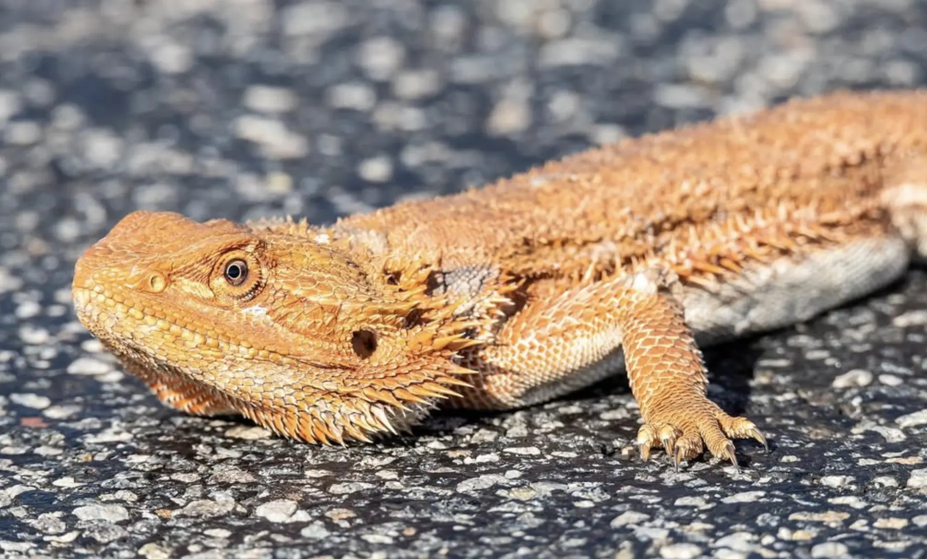 Australian Reptiles