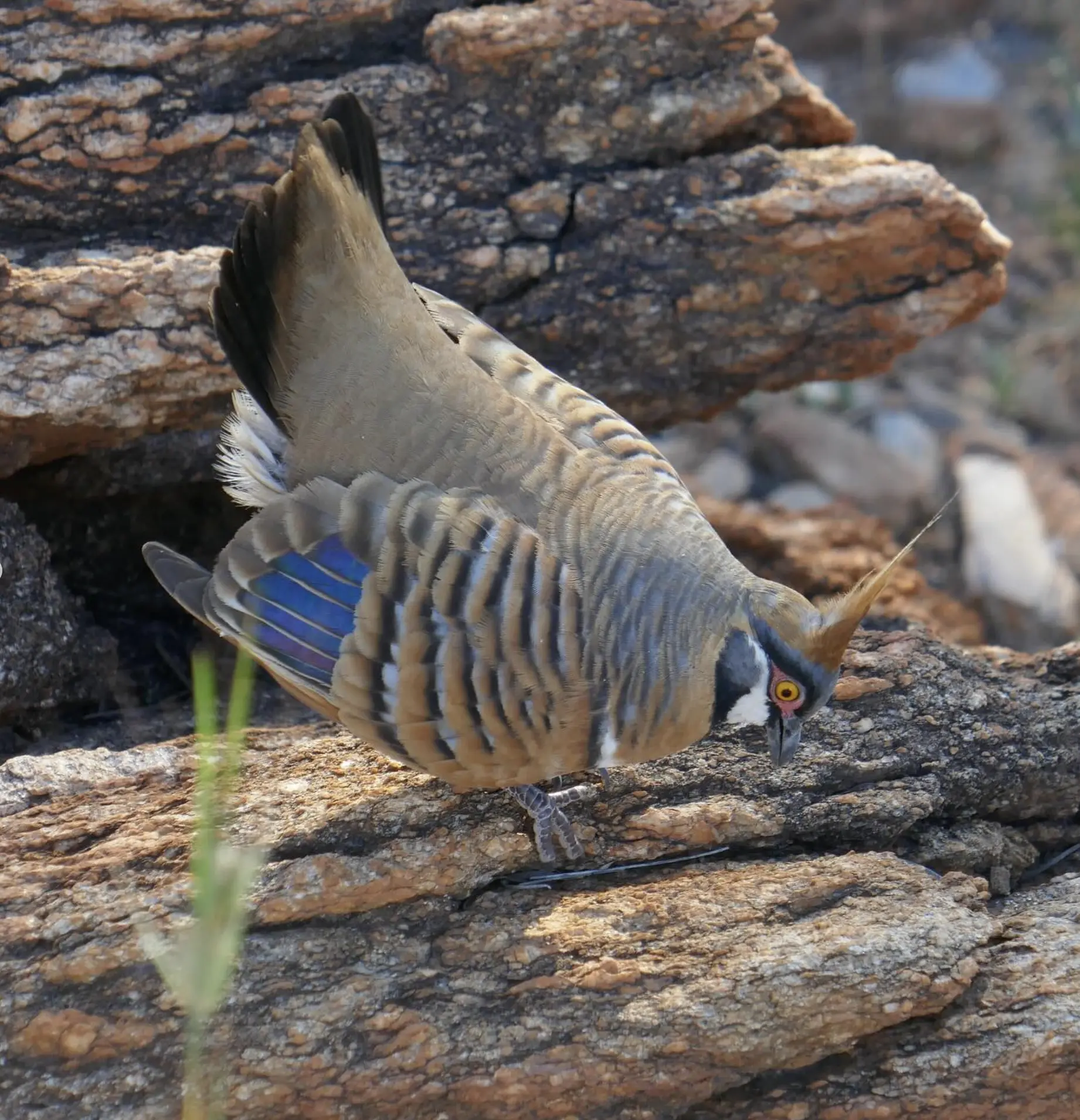 Larapina trail birdwatching