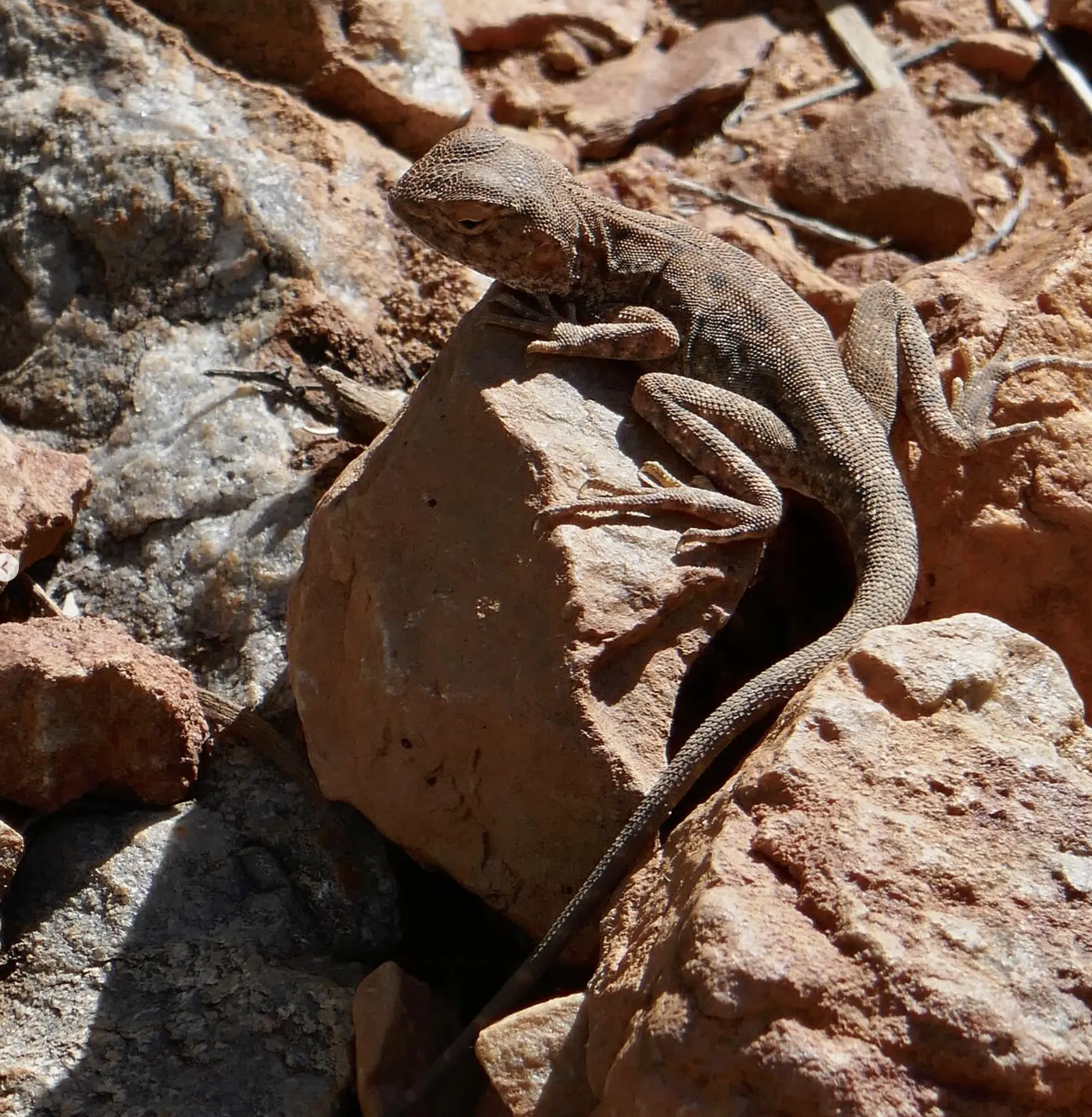 Larapinta Trail Wildlife