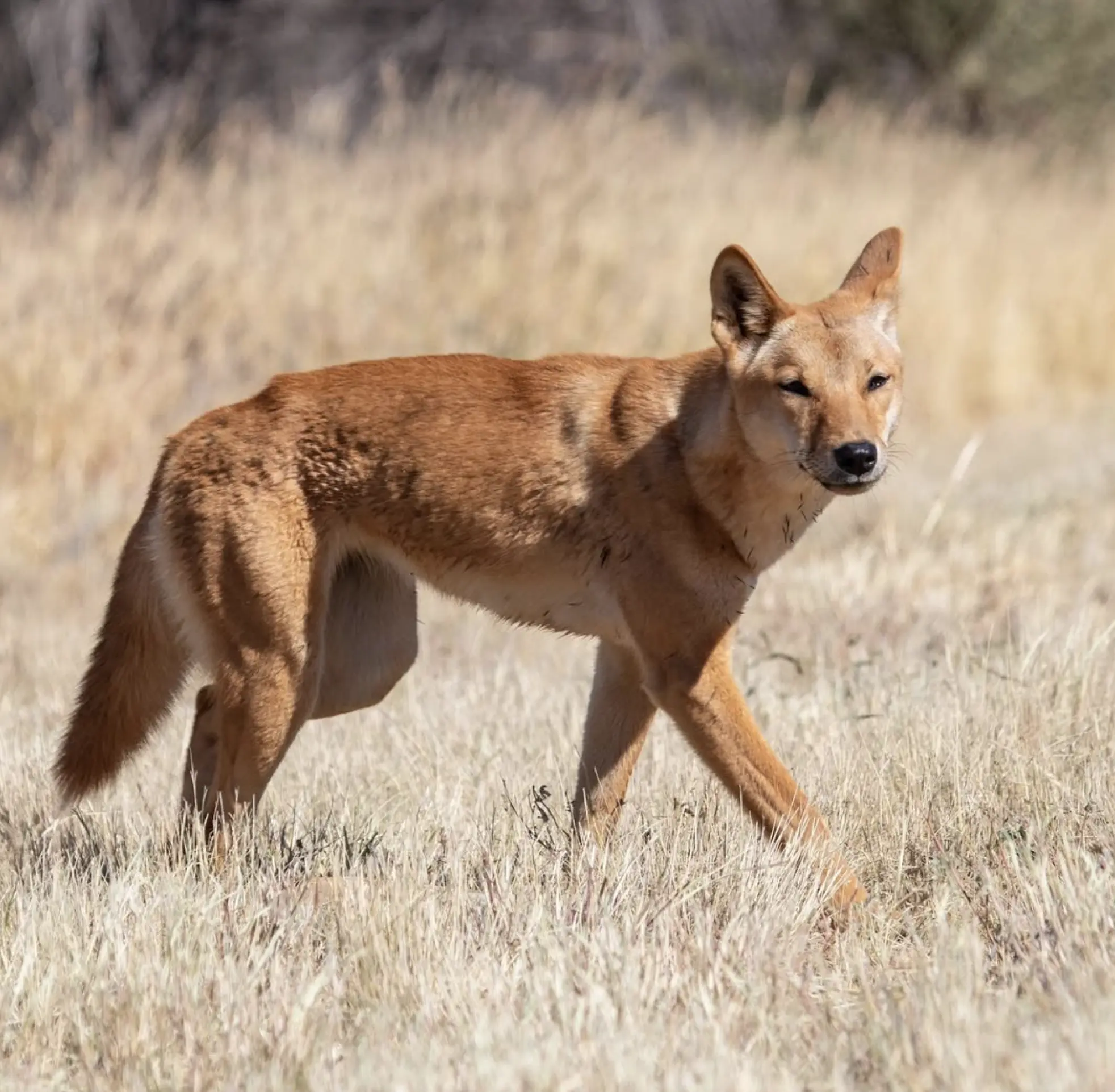 Wildlife Photography Australia