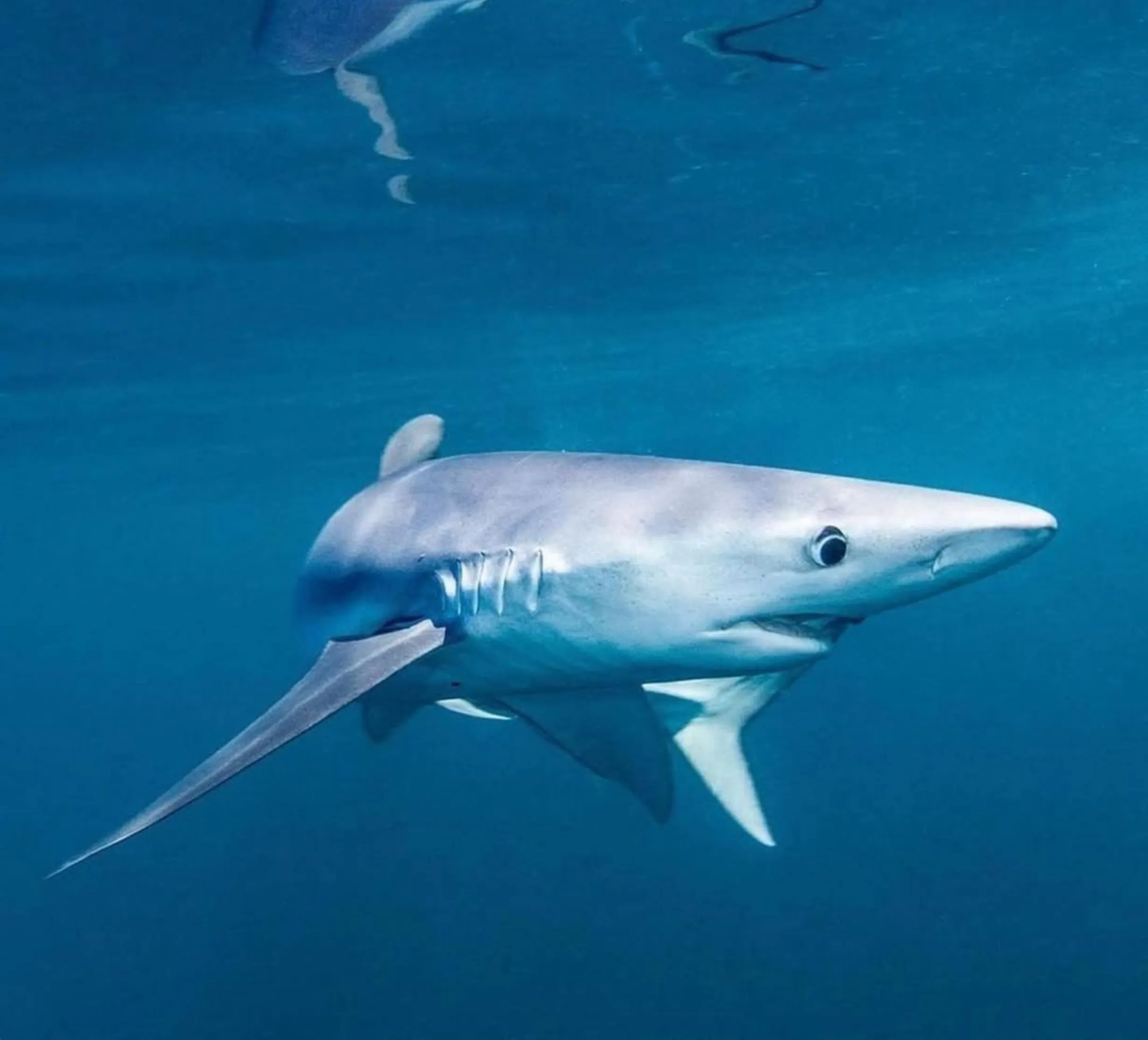 Blue Sharks, Ocean Road