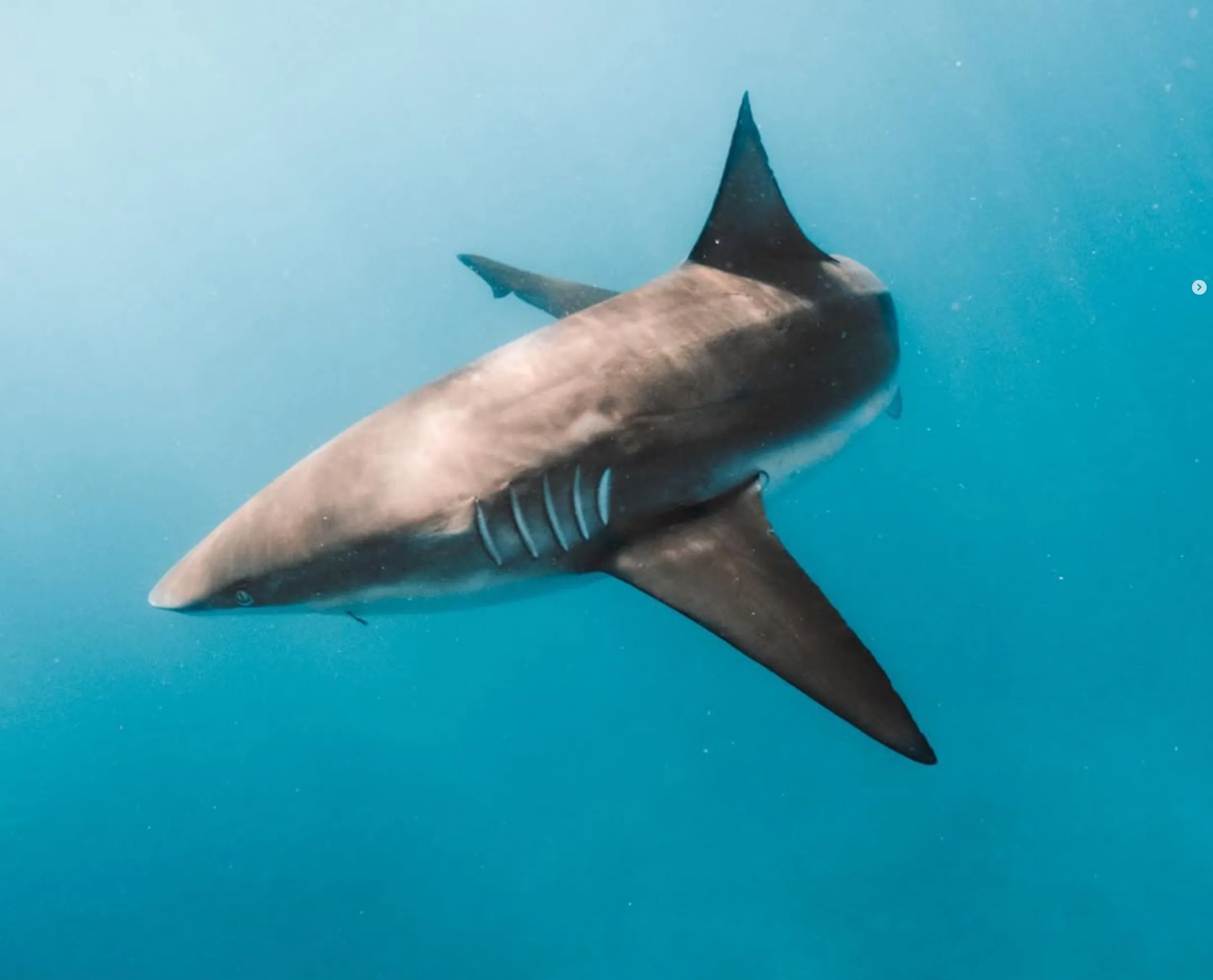 bronze whaler sharks, Ocean Road