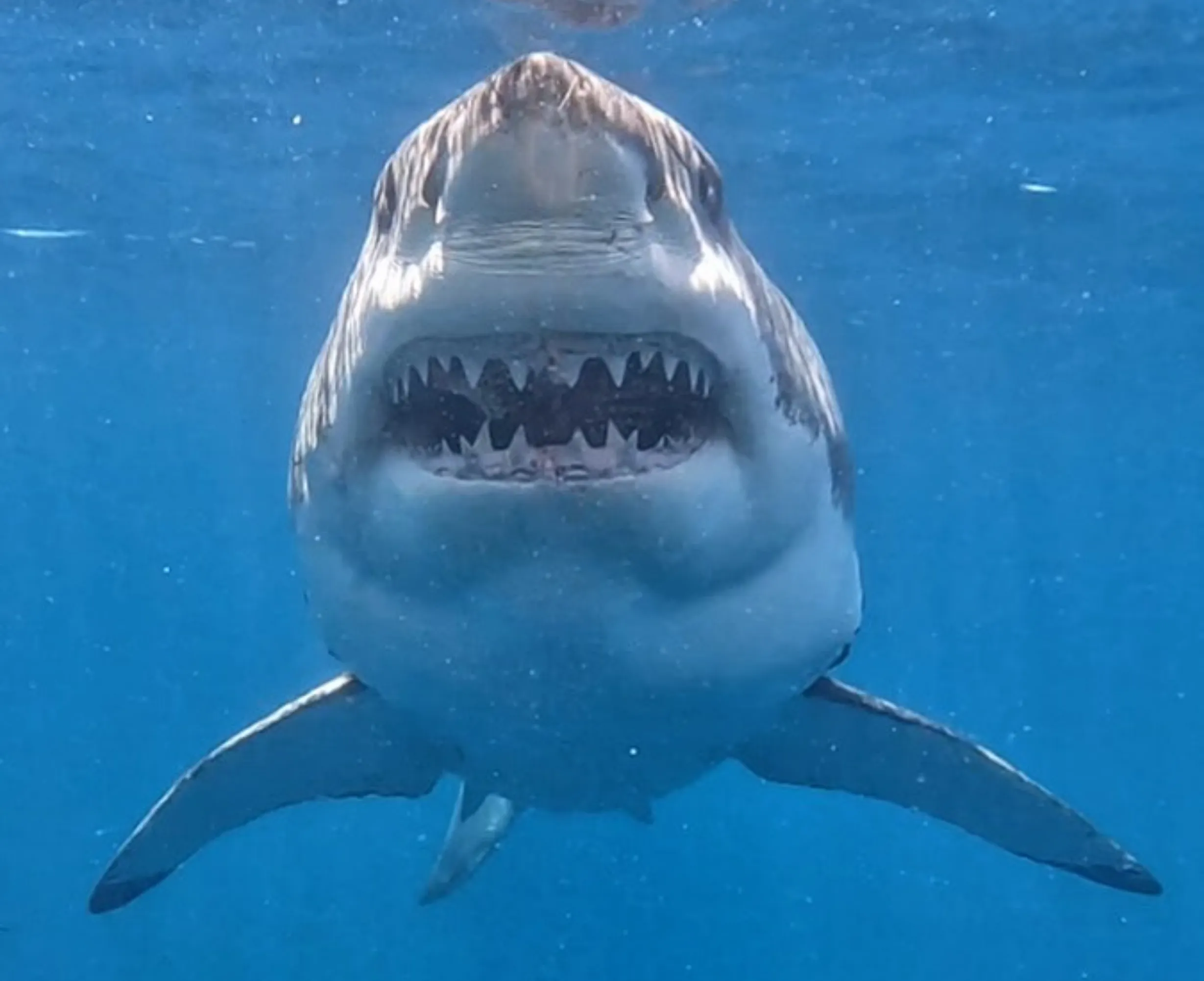 great white sharks, Ocean Road