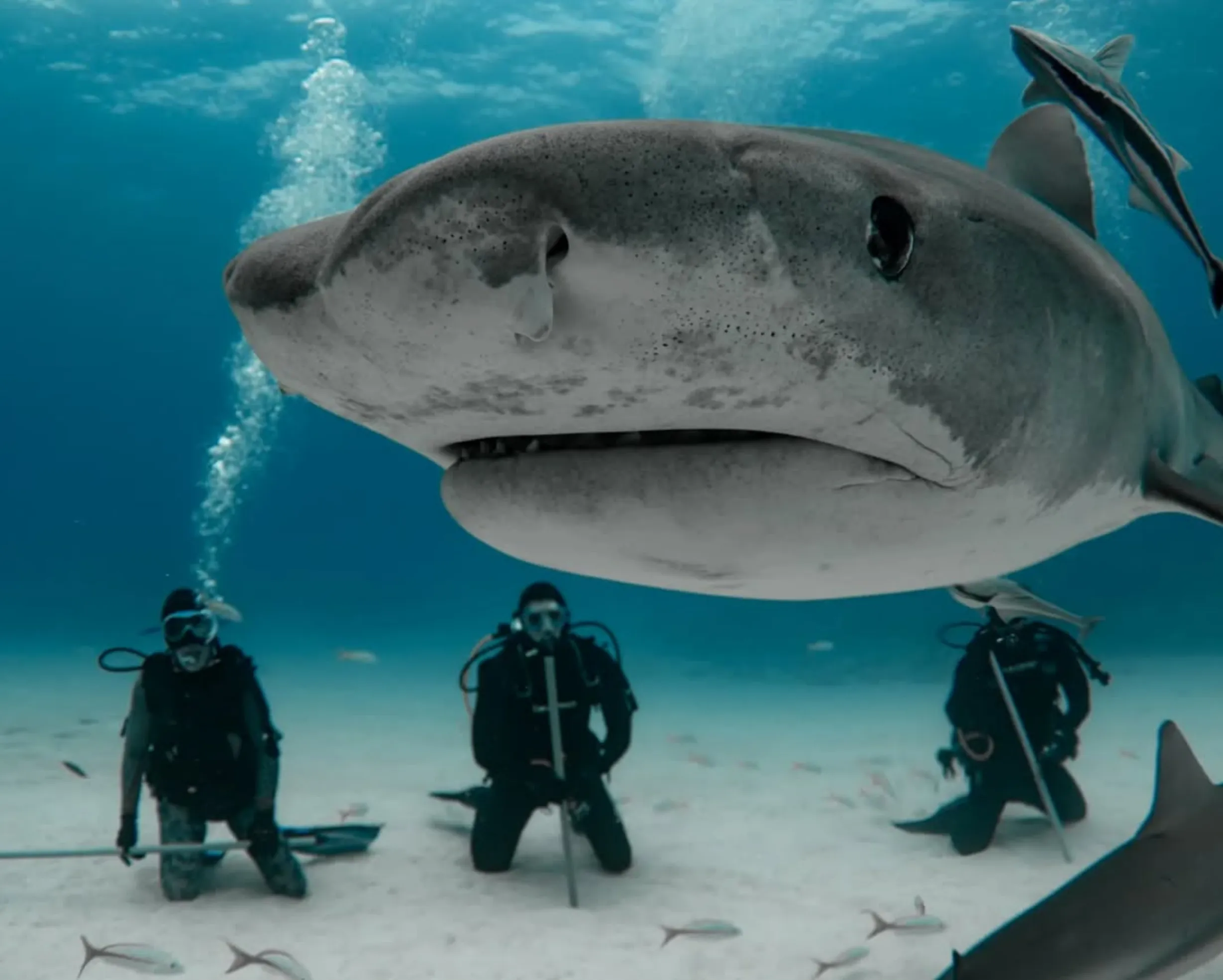 Tiger Sharks, Ocean Road